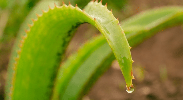 Herbalos Natural